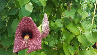 Pelican Flower  Aristolochia grandiflora [upl. by Hattie]