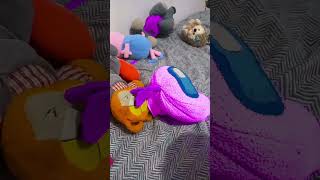 Todo lo verde se vuelbe morado p3 peluche [upl. by Ranjiv]