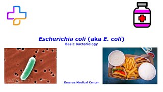 Escherichia coli E coli Lecture [upl. by Giuseppe]