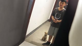 Mom can we keep this little stray dog [upl. by Fujio5]