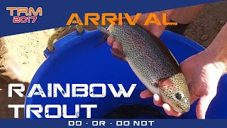 Rainbow Trout Aquaponics [upl. by Ecerahs841]