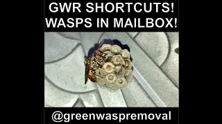 WASP NEST IN MAILBOX RELOCATING BENEFICIAL NATIVE PAPER WASPS Northern Paper Wasp GWR SHORT CUTS [upl. by Lebbie]