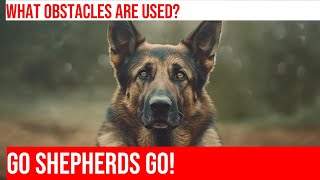 German Shepherd Agility Highlights amp Winners [upl. by Leamiba665]