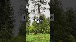 Rainstorm Sounds for Better Sleep Rainy Bavarian Forest Ambient  shorts rain [upl. by Berners]