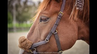 Micklem Bitless Bridle le bridon révolutionnaire [upl. by Bashemath]