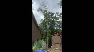 Bucket Truck Pruning Precision Tree Care and Safety Measures [upl. by Akienaj]