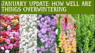 JANUARY update on how things are OVERWINTERING snaps ranunculus cerinthe bells of ireland amp more [upl. by Fattal]