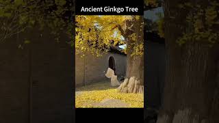 【BEIJING】 Ancient Ginkgo Tree travelchina beijing city tourism [upl. by Noraa263]