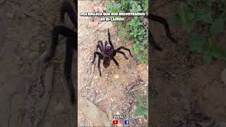 ¡Cuidado La Tarántula🕷️ Negra Menor de Colombia🗾 en Acción ¡Un Encuentro Fascinante🌟Tarántula [upl. by Abel]