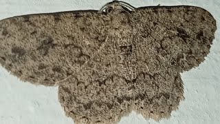 Engrailed Moth Embracing the Night A Serene Weather Encounter [upl. by Patrizio]