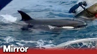 Five orcas attack yacht as terrified sailor sends out mayday call [upl. by Breed211]