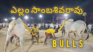 5 yerram Sambasivarao Lingayapalem Bulls senior morjampadu Lime TV Live stream [upl. by Nosidda]