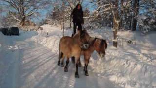 Roman Riding in Snowy Sweden with Ine Annika and 4 stallions [upl. by Lasley]