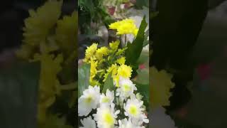 Bulaklak 😍 shortvideo flowers allsoulsday [upl. by Sherborne]