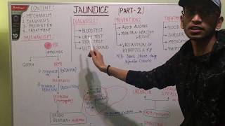 Bilirubin metabolism in hindi [upl. by Socem423]