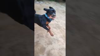 PAKRAM PAKRAI WITH ROTTWEILER rottweiler doglover pets reels reel [upl. by Mixie]