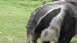 Giant Anteater Zoo Vienna [upl. by Narot]