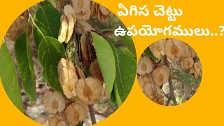 Pterocarpus marsupium  about  benefits in Telugu  ఏగిస చెట్టు ఉపయోగములు [upl. by Curtis531]