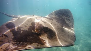 Underwater with Huge Stingrays in Morro Jable Fuerteventura [upl. by Jasmine499]