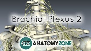 Brachial Plexus  Structure and Location  3D Anatomy Tutorial [upl. by Aicyla569]