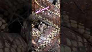 Rattlesnake battle with King Snake ⚠️🐍⚠️must watch [upl. by Kosiur]