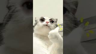 Looking cat 😺🥰😆trending shortvideo ytshortsindia viralvideo cat [upl. by Nevins661]