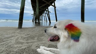 How I bathe my Great Pyrenees [upl. by Eupheemia]