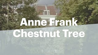 Views of the Anne Frank chestnut tree  Anne Frank House  Secret Annex [upl. by Vanden86]