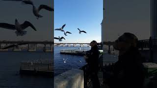 Ukraine Dnieper Lets feed the seagulls￼￼ [upl. by Rot805]