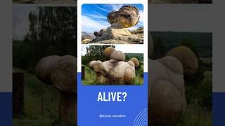 Living Stones trovants armenia naturalwonder armeniatravel youtubeshorts shortfeed [upl. by Sarina280]