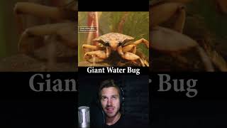 Giant Water Bug Facts [upl. by Collen]