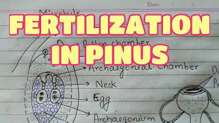 Fertilisation in Pinus  Gymnosperms [upl. by Beauvais999]