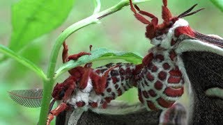 Cecropia Moths mating to the song quotAt Lastquot  Close Views [upl. by Htebazle]