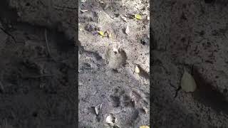 কি সাংঘাতিক বাঘ হেঁটে গেছে  Tiger footprint 🐅  sunderbantiger tiger bengaltiger [upl. by Nnylatsirk454]