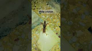 Adult Mole Cricket2 black big eye insectsfamilyGryllotalpidaenatureentomologyNeoscapteriscus [upl. by Anomar]