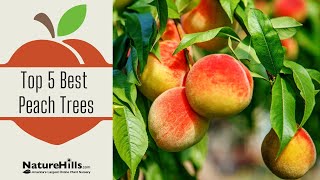 Top 5 Best Peach Trees  NatureHillscom [upl. by Gruver]