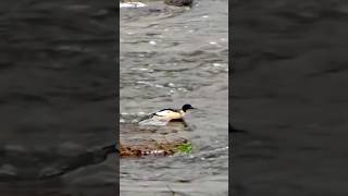 Goosander vs river current [upl. by Yahska]