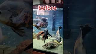 Large Cichlid fish problems shorts fyp foryou fishtok [upl. by Netsrijk]