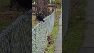 Crowshaped obstacle on the way short crow birdwatching [upl. by Cyndie952]