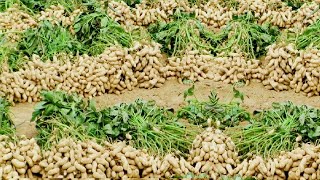 Peanut Agriculture Process Peanut Harvesting peanut cultivation processing How to farming peanut [upl. by Gough]