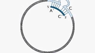 In Vitro Mutagenesis [upl. by Iosep]