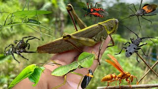 hunt various species of insectsbig grasshopperspraying mantis [upl. by Agbogla402]