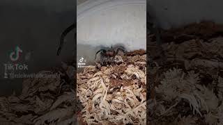 Our Bumba horrida Brazilian Redhead tarantulaanimals nature [upl. by Osi]