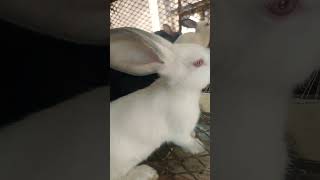 Rabbit weaners rabbit animalhusbandry backyardrabbitry livestockfarming bunny Cuniculturekits [upl. by Nolyad]