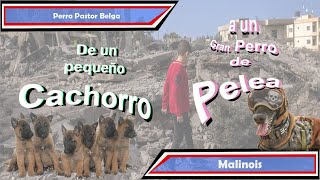 BSM Spanish German Sheperd Pastor Aleman Police [upl. by Aroon]