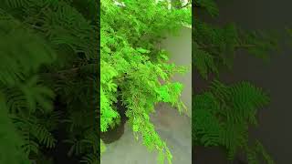 Shami ke ped Kahan lagaen plants gardening knowledge [upl. by Rollin673]