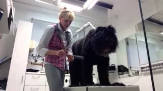 Briard im Hundesalon CF Expert [upl. by Wales]