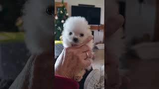 Cachorro pomerania blanco white pomeranian puppy [upl. by Adiesirb]