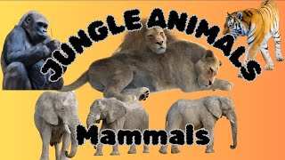 What Do Jungle Animals Sound Like [upl. by Derf338]