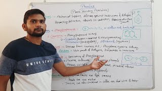 PhenolicsPlants Secondary MetabolitesCSIR NET In Hindi [upl. by Braden]